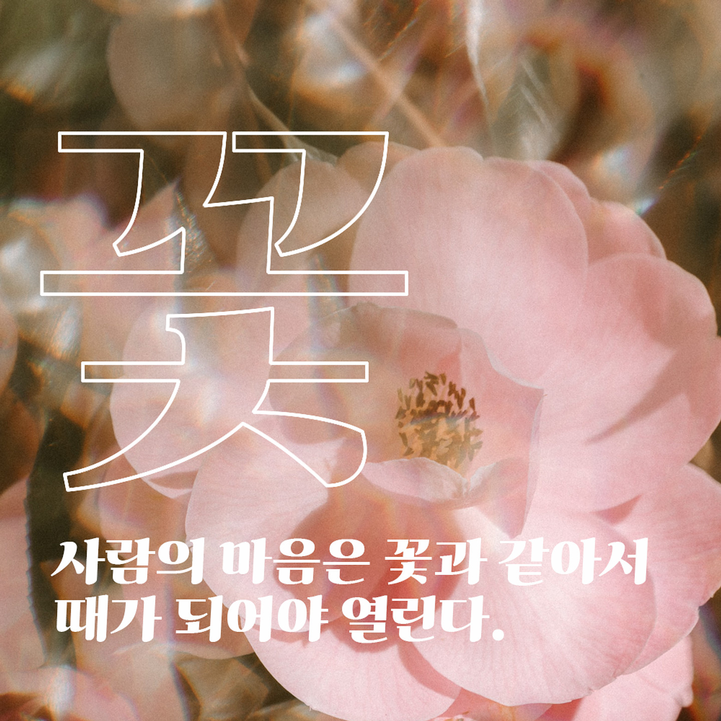 가나초콜릿체 아무 디자인