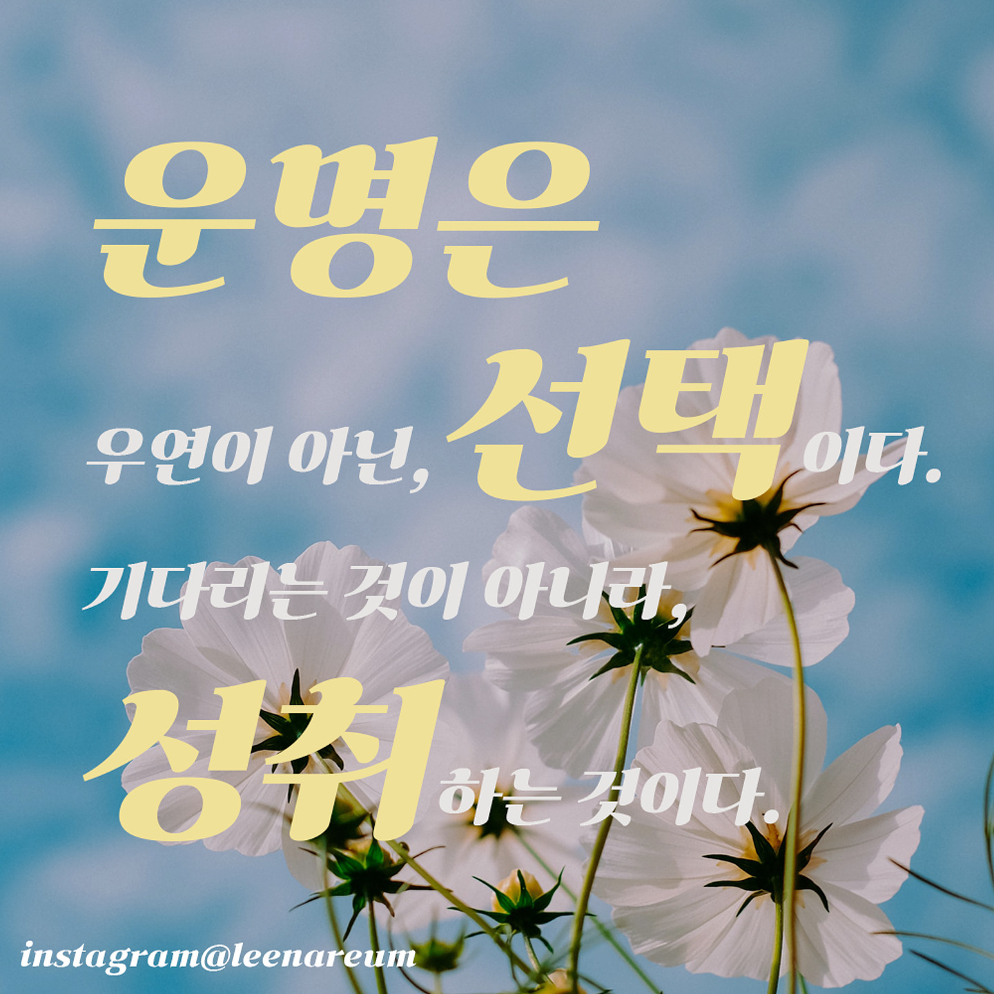 가나초콜릿체 아무 디자인